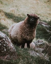 Portrait of sheep on field