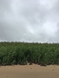 Crops growing on field against sky