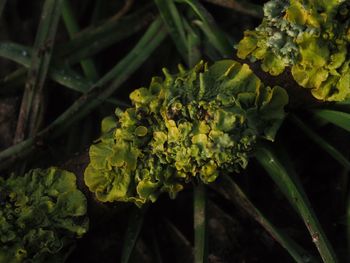 Close-up of flowering plant