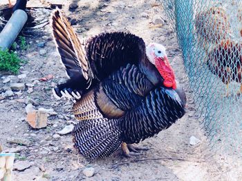 High angle view of a bird