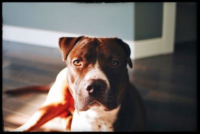 Close-up portrait of dog