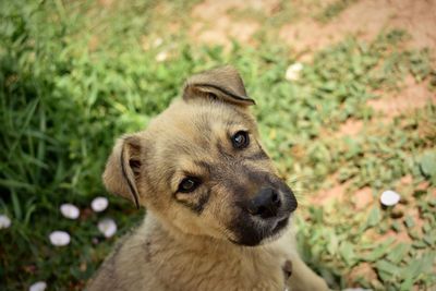 Portrait of a dog looking away