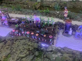 High angle view of flowers on rock