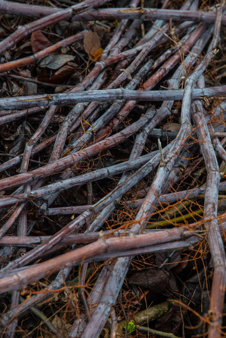 FULL FRAME SHOT OF TREE ROOTS