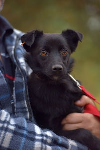 Portrait of black puppy