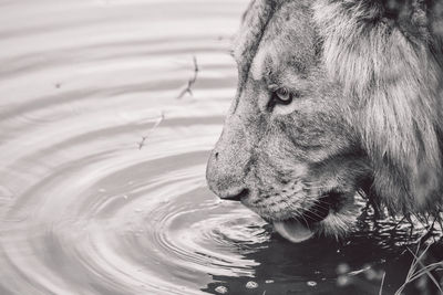 Close-up of lion drinking water