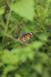 Close-up of butterfly pollinating on purple flower