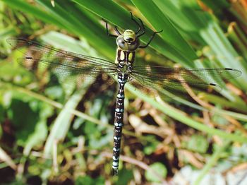 Close-up of damselfly on plant