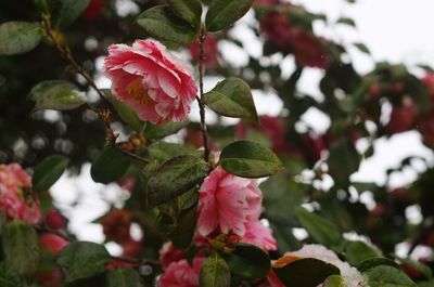 Close-up of pink flowering plant