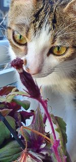 Close-up portrait of a cat