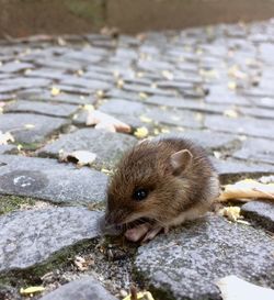 Close-up of an animal