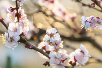 Close-up of apple blossoms in spring