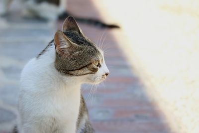 Cat looking away on footpath