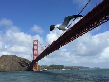 Low angle view of seagull flying against golden gate bridge over bay