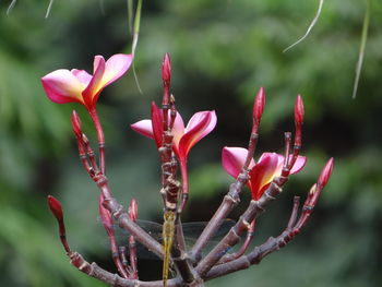 Close-up of pink flowering plant