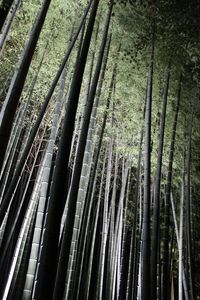 Full frame shot of bamboo trees in forest