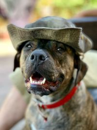 Close-up portrait of dog wearing hat