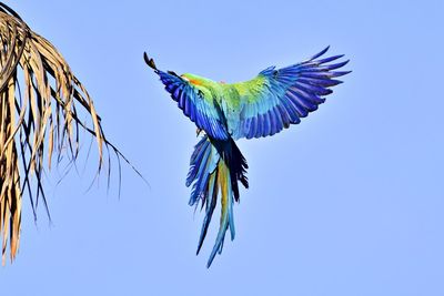 Low angle view of bird flying against clear sky