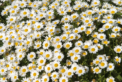 Close-up of yellow flowers blooming in field