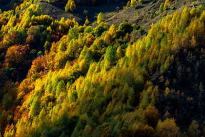 High angle view of trees in forest