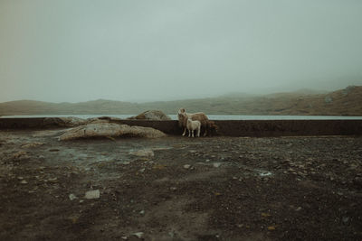 View of horse on dirt road