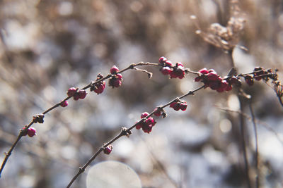 Close-up of berries growing on tree