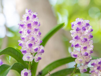 Close-up of purple flowering plants