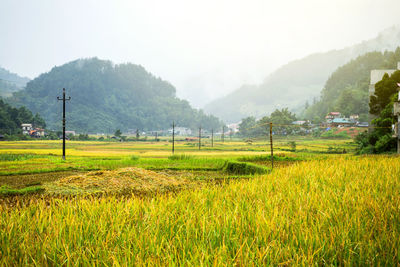 Scenic view of field against sky