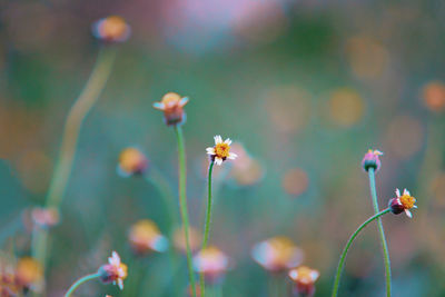 Close-up of flowering plant