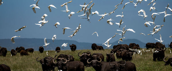 Flock of birds on field against sky