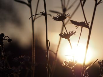 Close-up of flowers against sunset sky