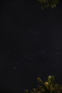 Low angle view of trees against sky at night