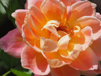 Close-up of pink rose flower