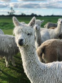 Sheep in a field