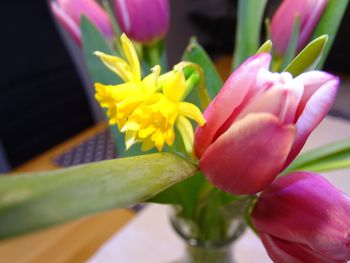 Close-up of pink flower