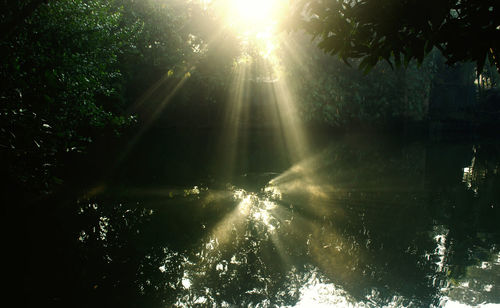 Sun shining over trees