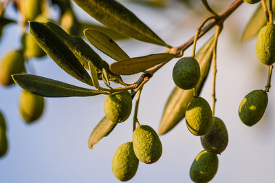 Close-up of berries growing on tree