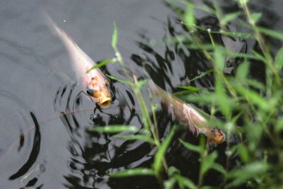 High angle view of fish swimming in lake