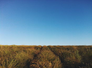 Scenic view of field against blue sky