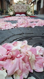 Close-up of pink rose flower floating on water