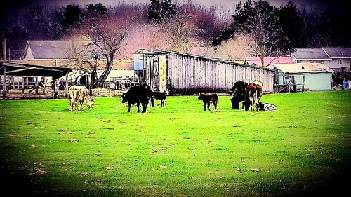 People on grassy field