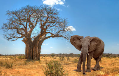 The african bush elephant