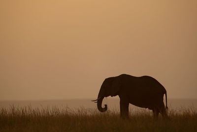 Silhouette of a horse on field