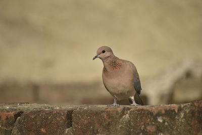 Close-up of bird perching on retaining wall