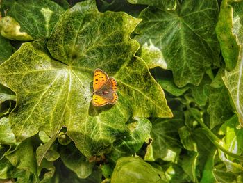 High angle view of butterfly on leaves