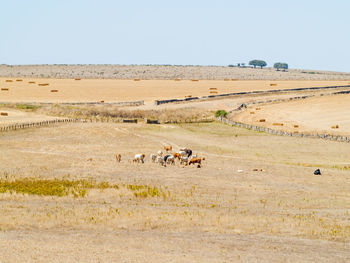 Flock of sheep on landscape