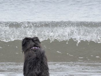 Dog on sea shore