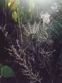 Close-up of spider web against plants