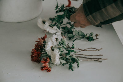 Directly above shot of potted plant on table