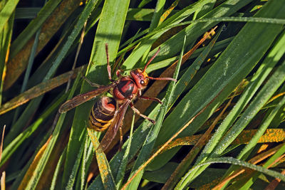 Close-up of insect on leaf